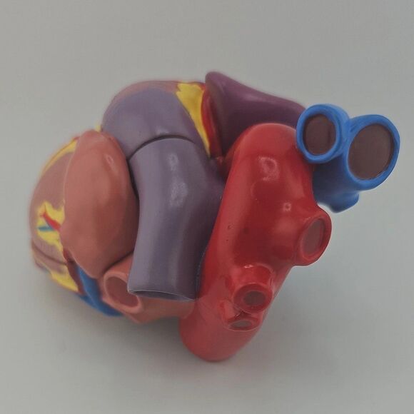 1996 GPI Anatomical Heart Model 5.5 in x 3 in ~ 2 Parts, No Display Stand, EUC - Picture 2 of 10